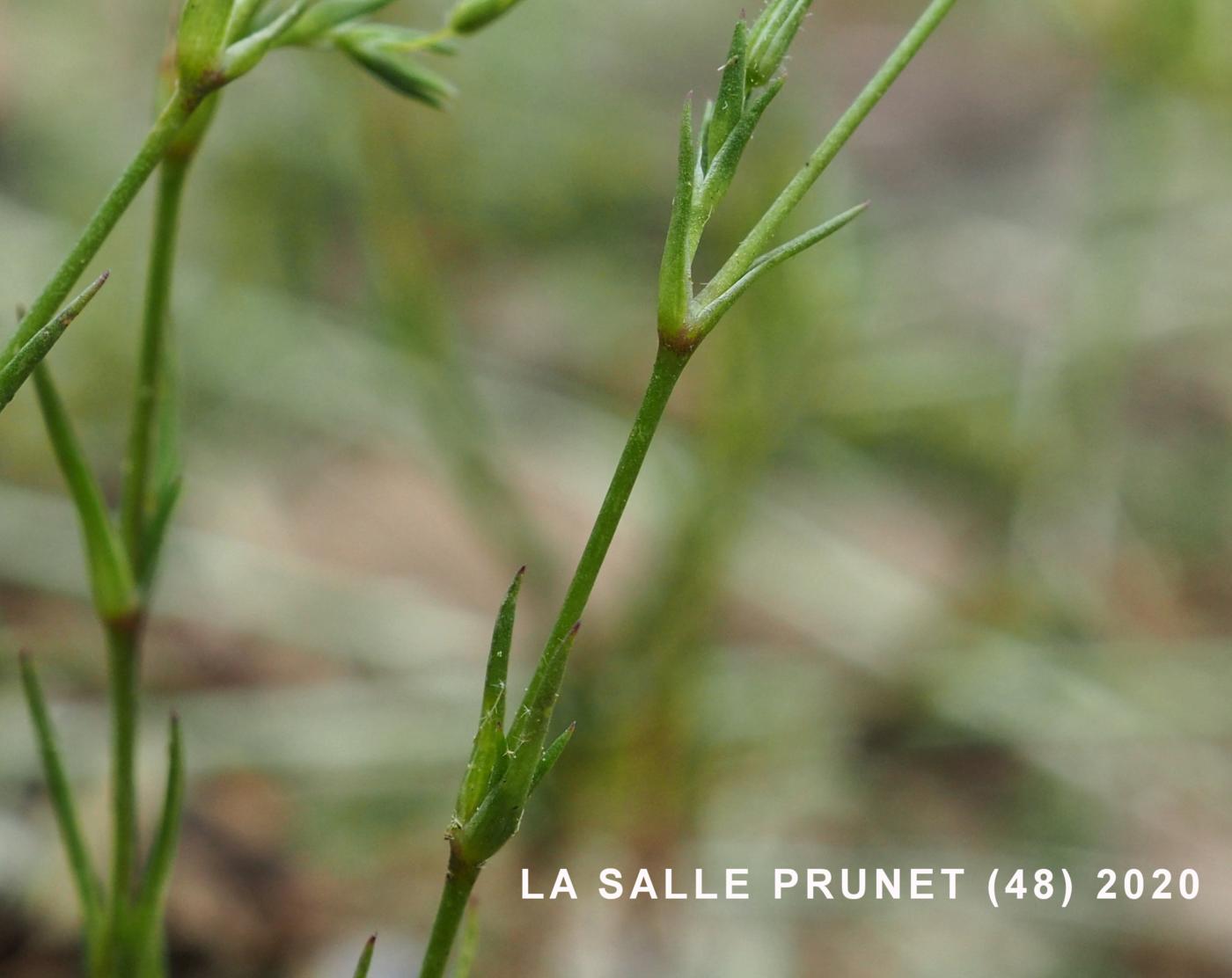 Sandwort, Fine-leaved leaf